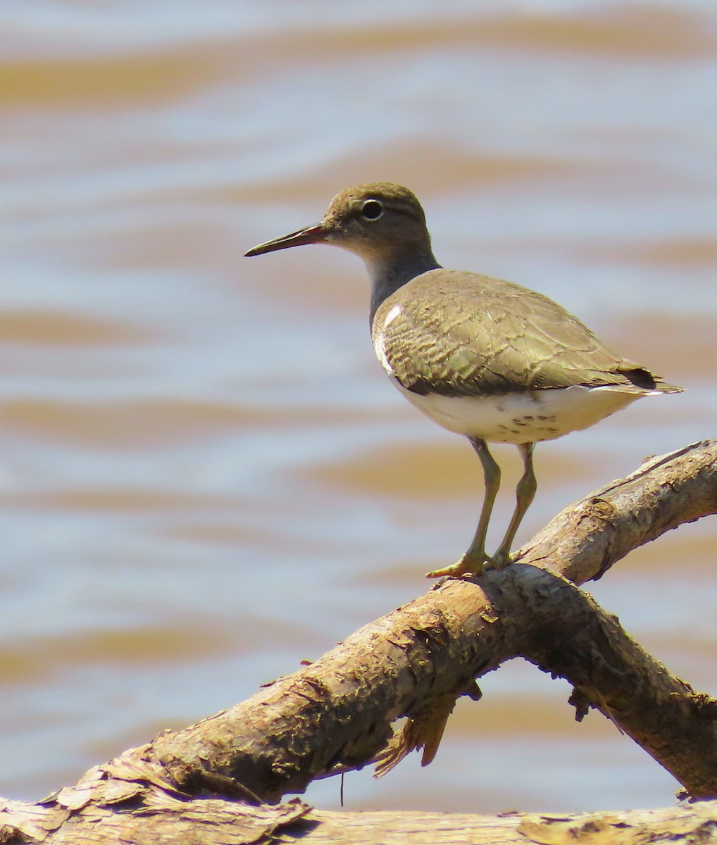 Spotted Sandpiper - ML182068951