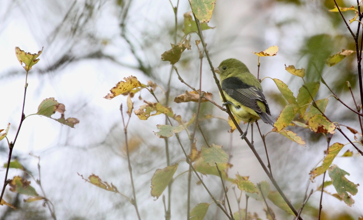 Scarlet Tanager - ML182070441