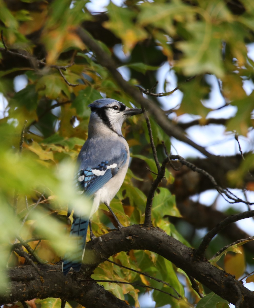 Blue Jay - ML182070861