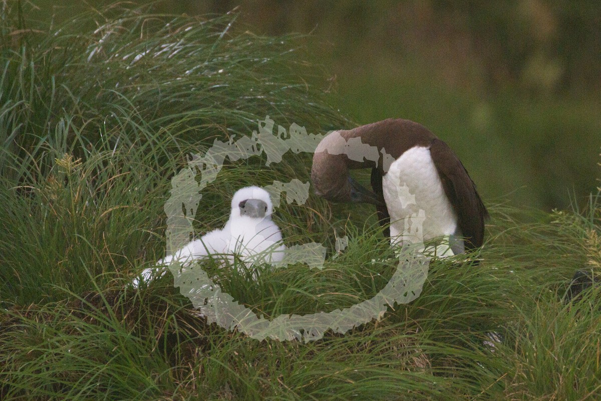 Cocos Booby (Colombian) - ML182071431