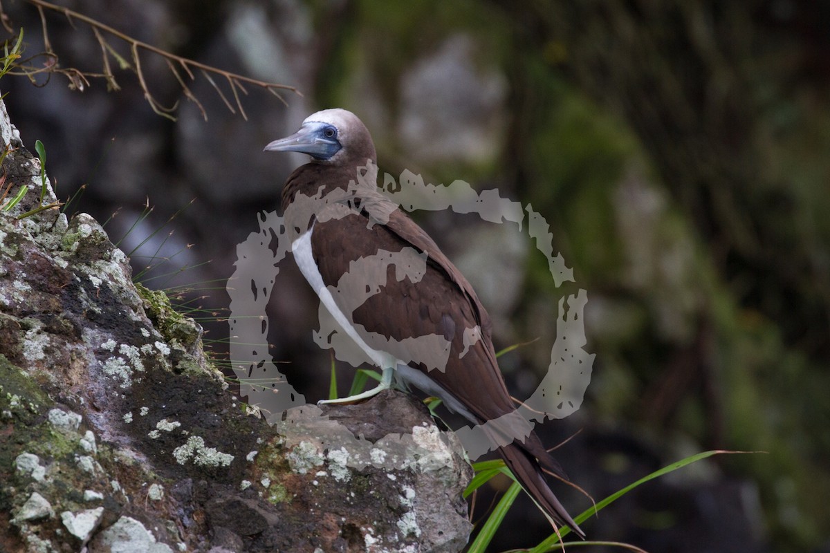 Cocos Booby (Colombian) - ML182071471