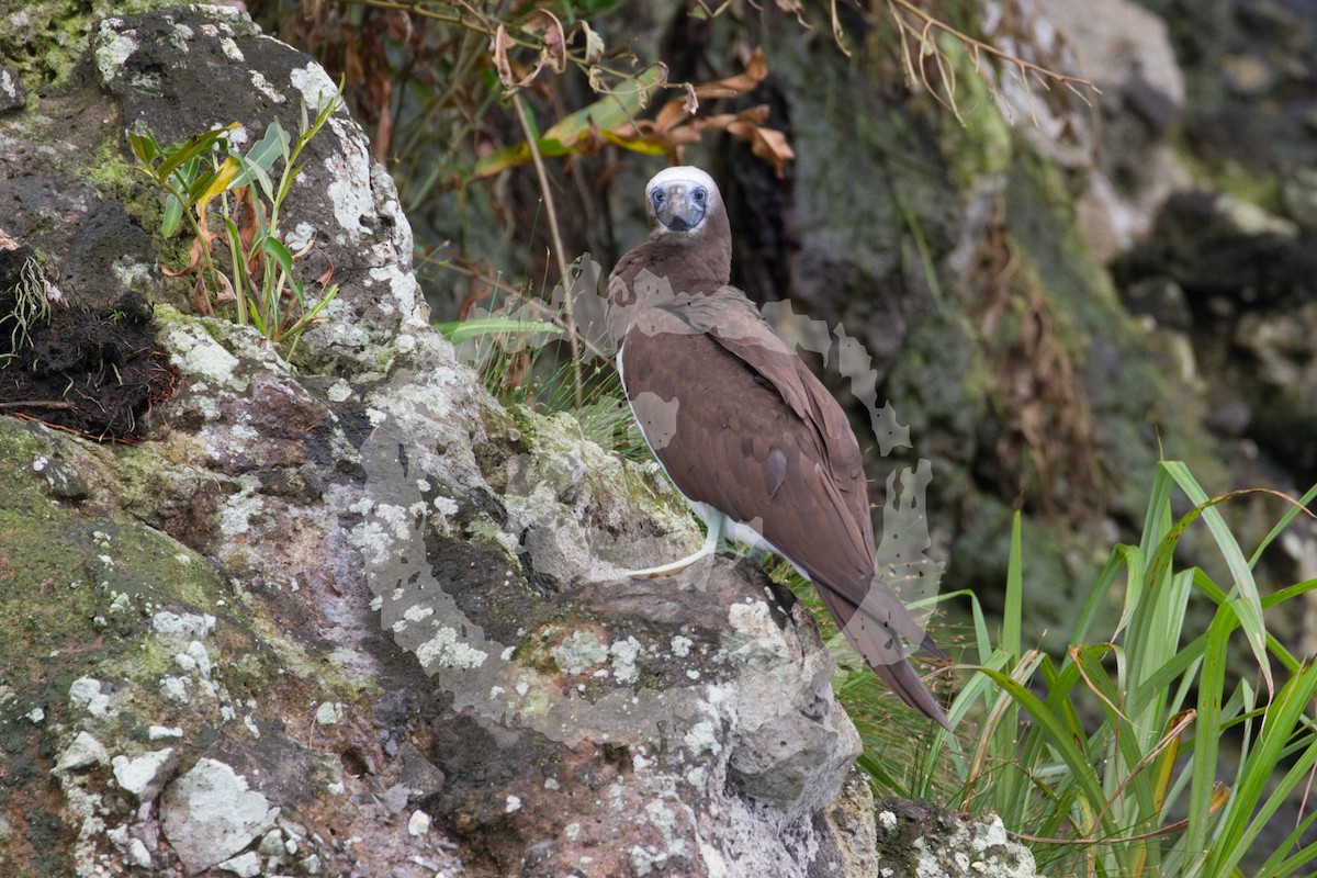 Cocos Booby (Colombian) - ML182071491
