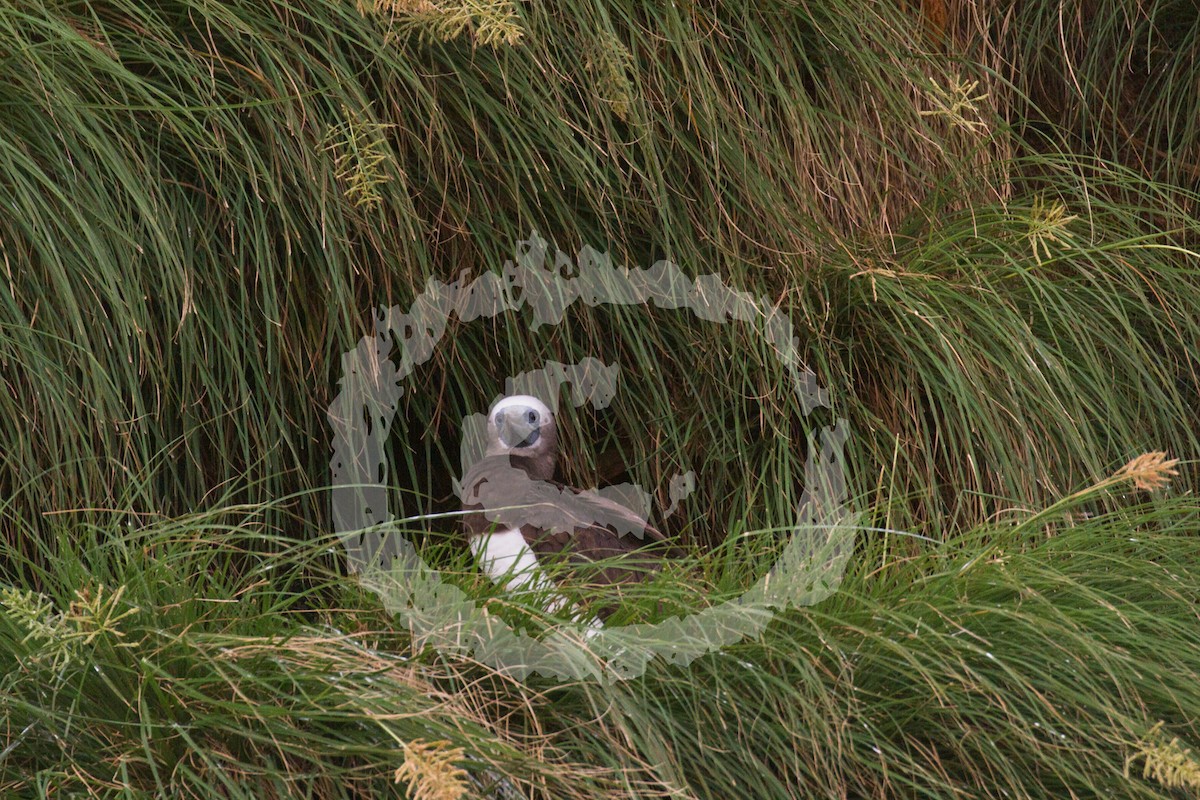 Cocos Booby (Colombian) - ML182071501