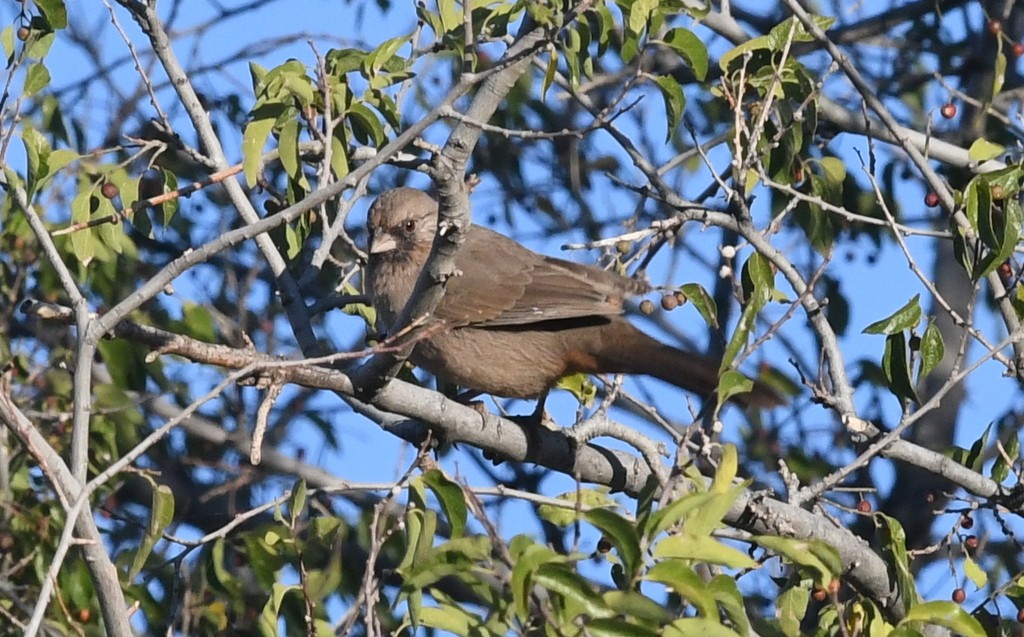 Abert's Towhee - ML182077061