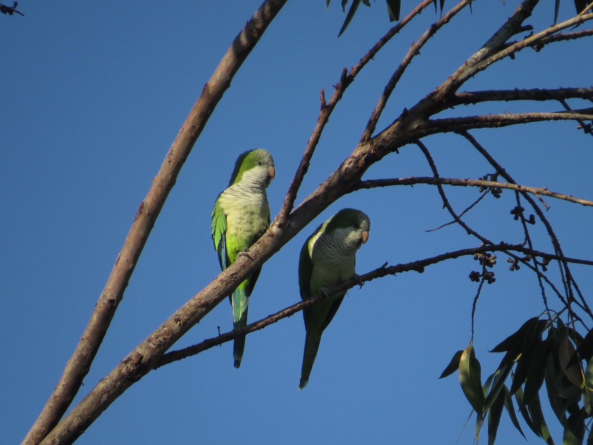 Monk Parakeet - Ricardo Battistino