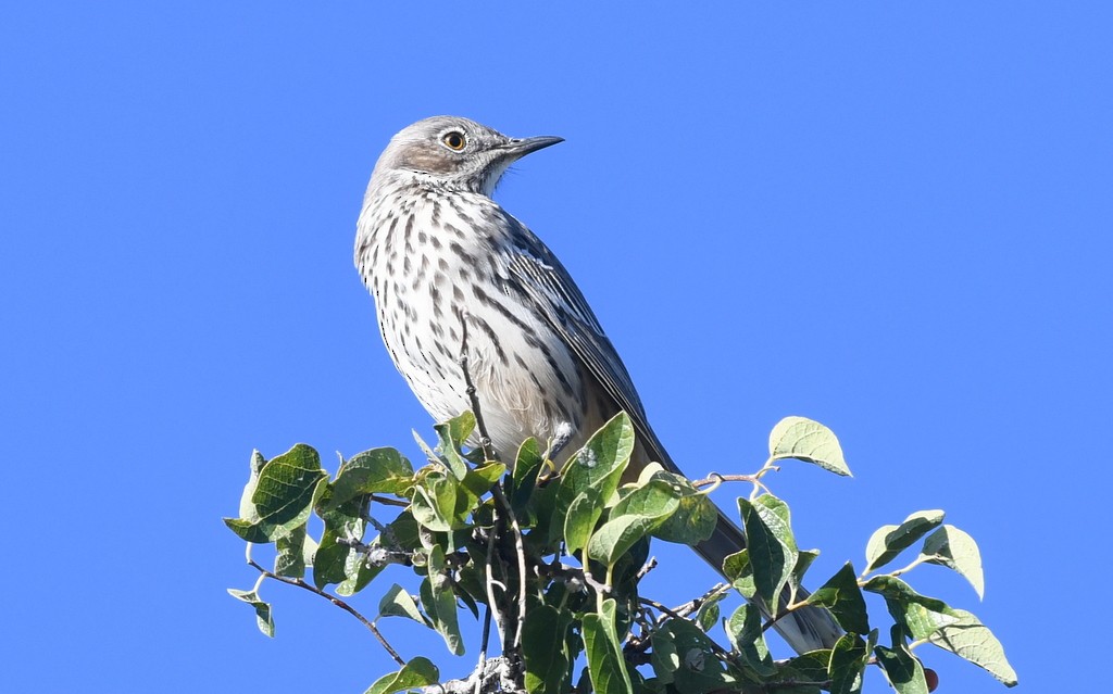 Sage Thrasher - ML182077351