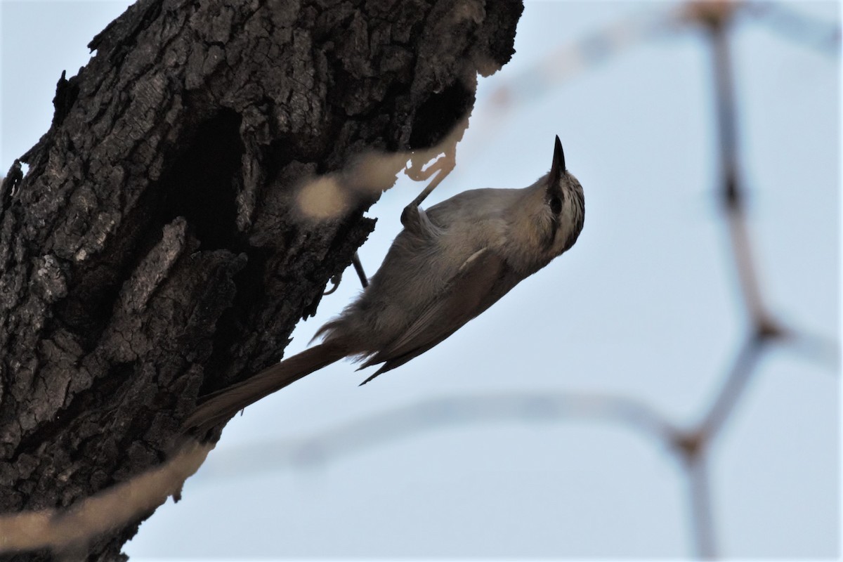 Stripe-crowned Spinetail - ML182077621