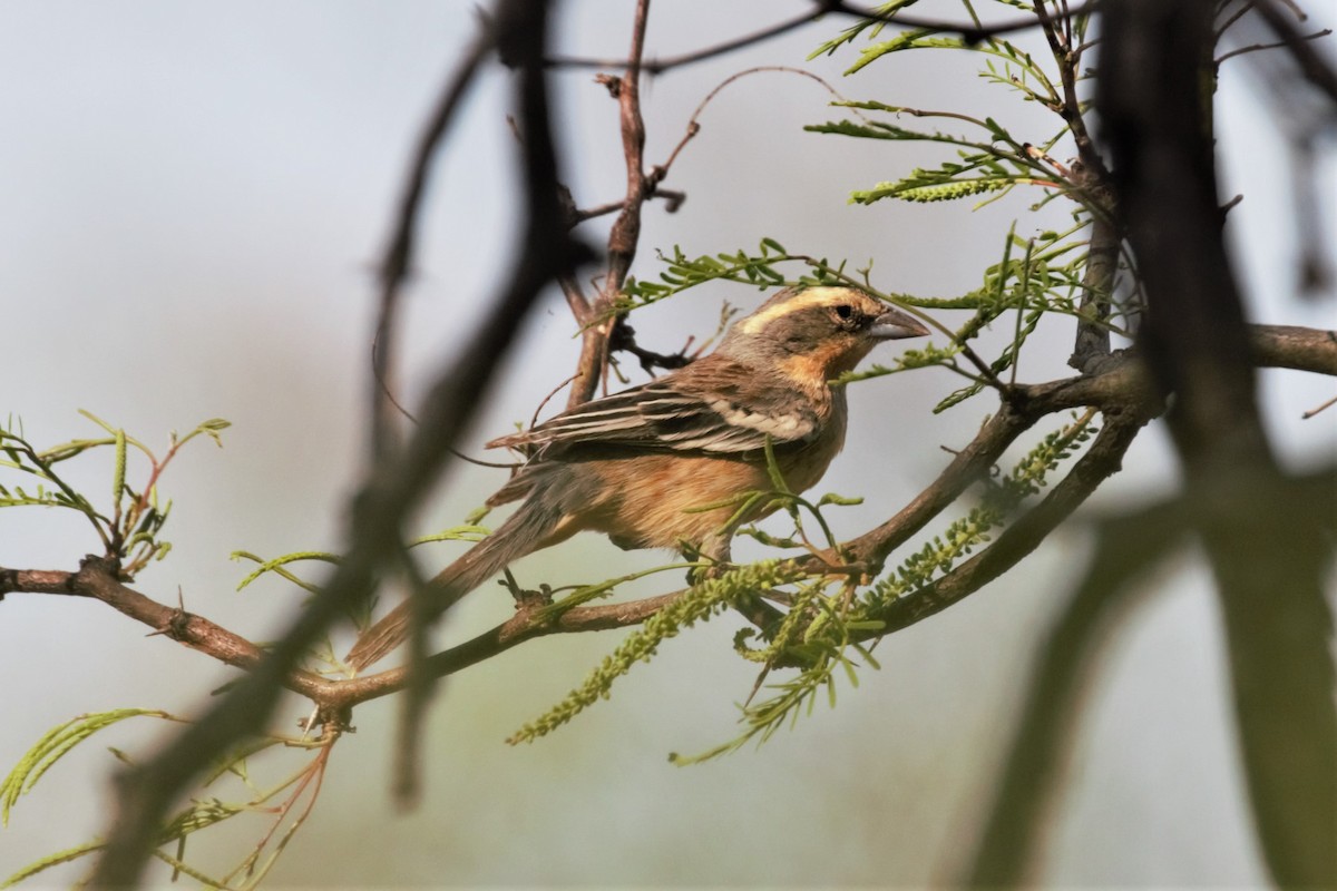 Cinnamon Warbling Finch - ML182077661