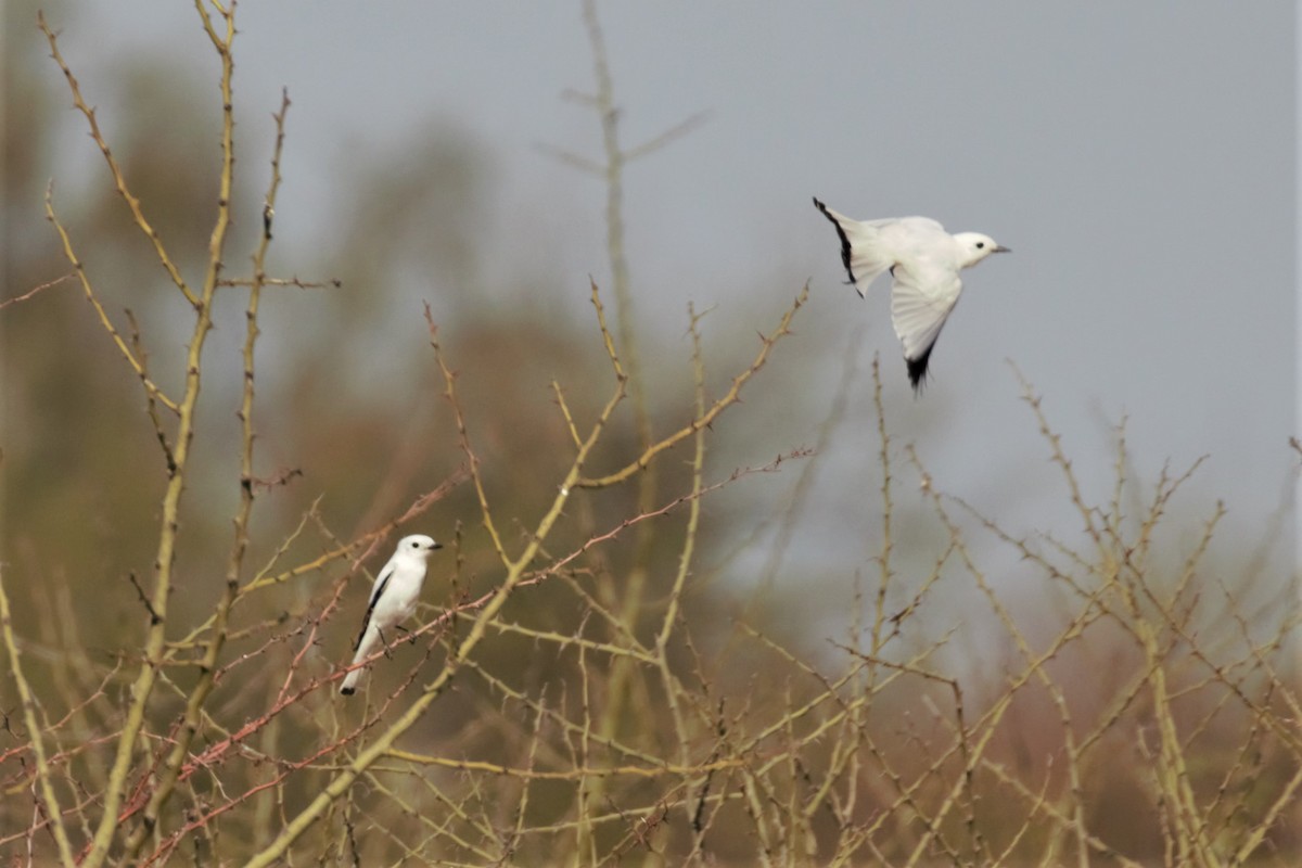 White Monjita - ML182077741