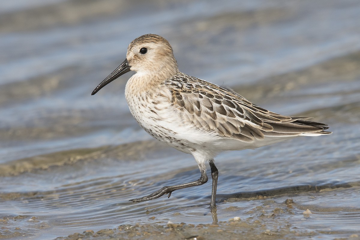 Dunlin - Calidris alpina - Media Search - Macaulay Library and eBird