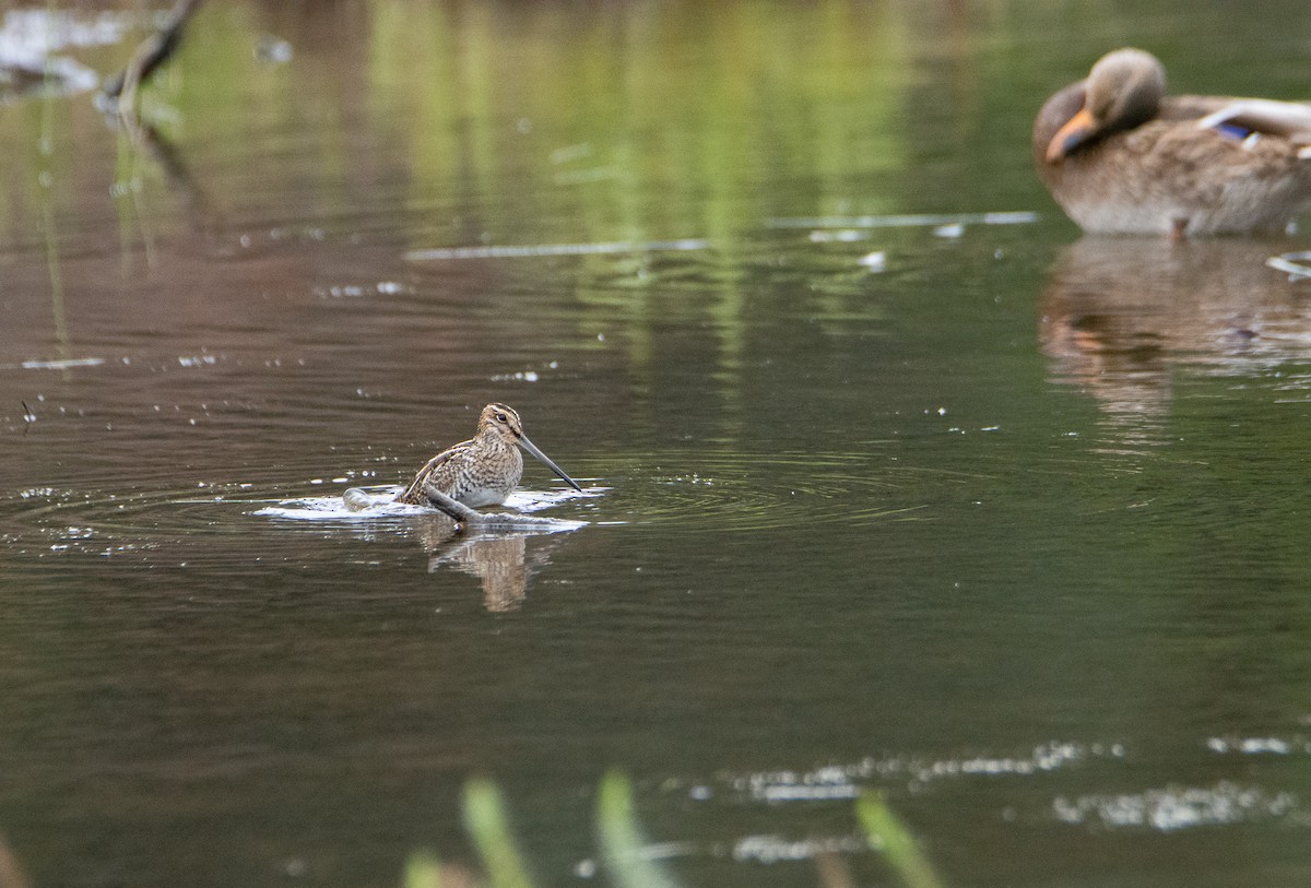 Wilson's Snipe - Rick Zapf