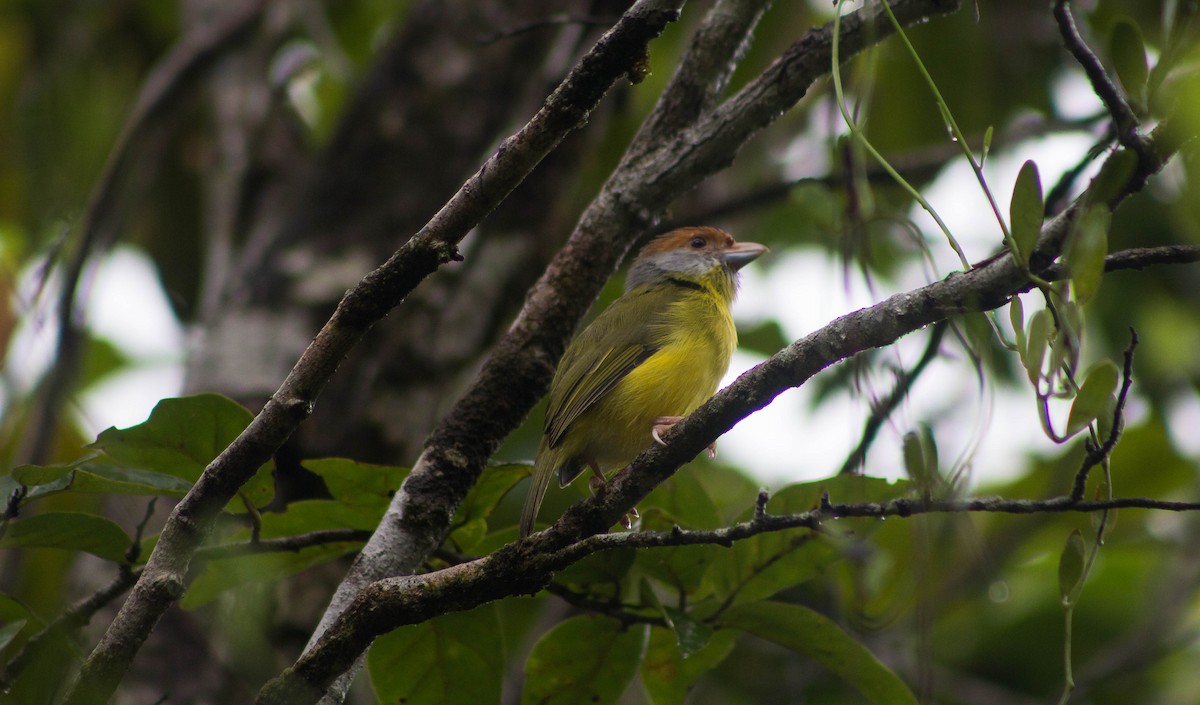 Rufous-browed Peppershrike - ML182079391