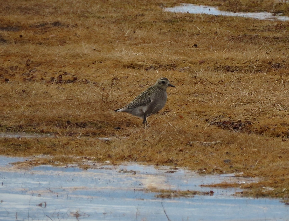 Pacific Golden-Plover - ML182081441