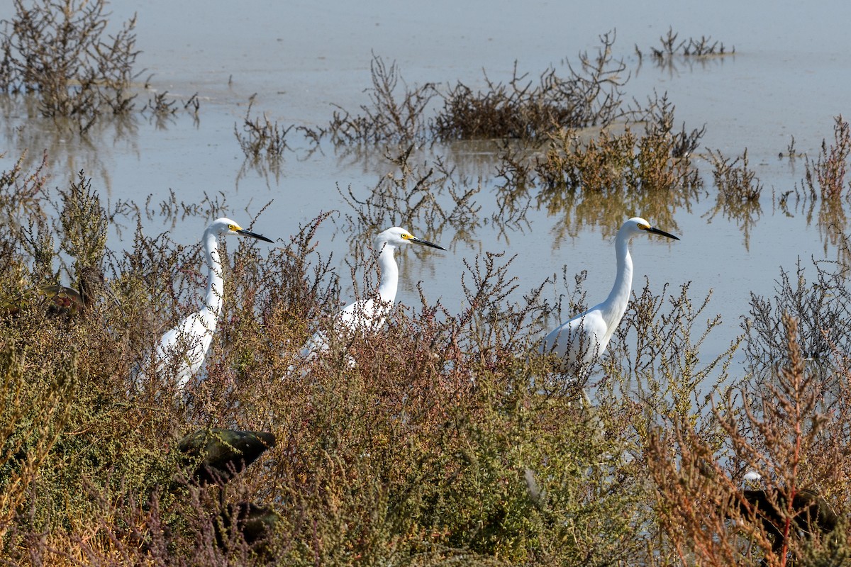 Snowy Egret - ML182083101