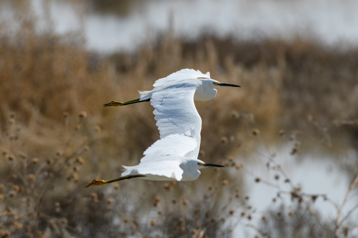 Snowy Egret - ML182083131