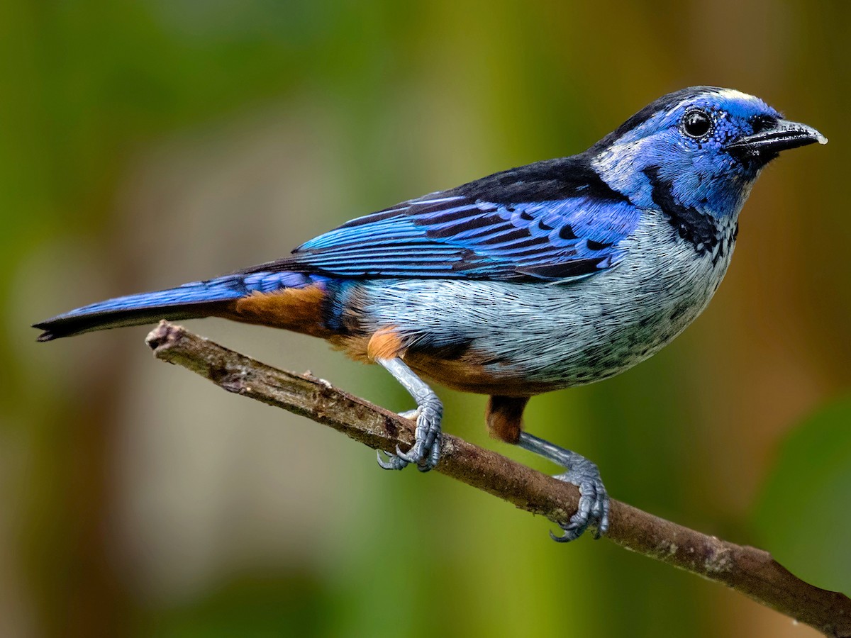 ムラサキフウキンチョウ - eBird