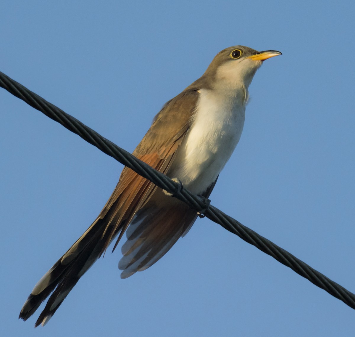 Yellow-billed Cuckoo - ML182083781