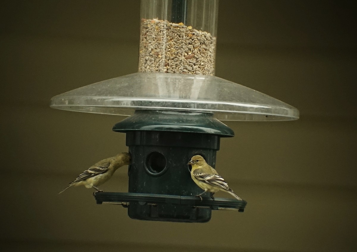 Lesser Goldfinch - ML182085711