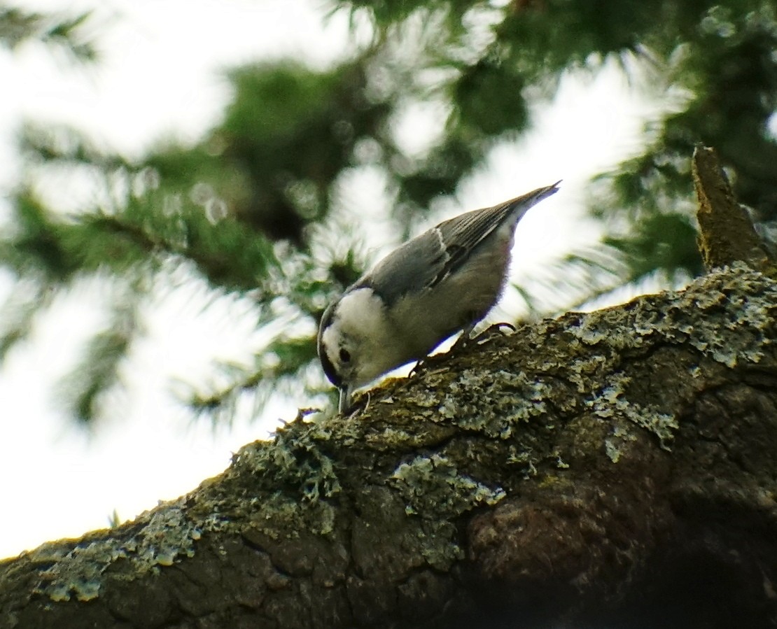 White-breasted Nuthatch - ML182086111