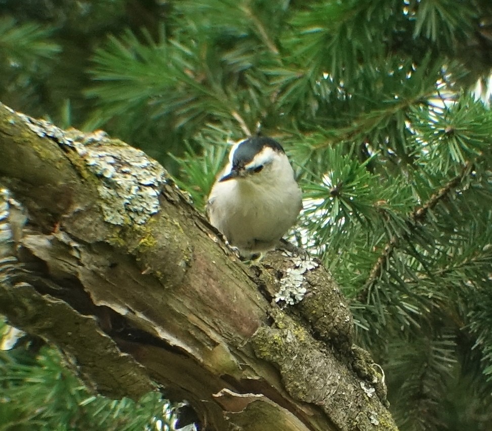 White-breasted Nuthatch - ML182086121