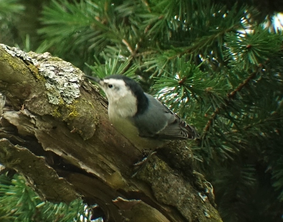 White-breasted Nuthatch - ML182086151