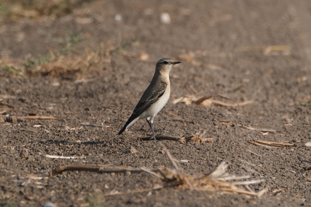 Northern Wheatear - ML182088361