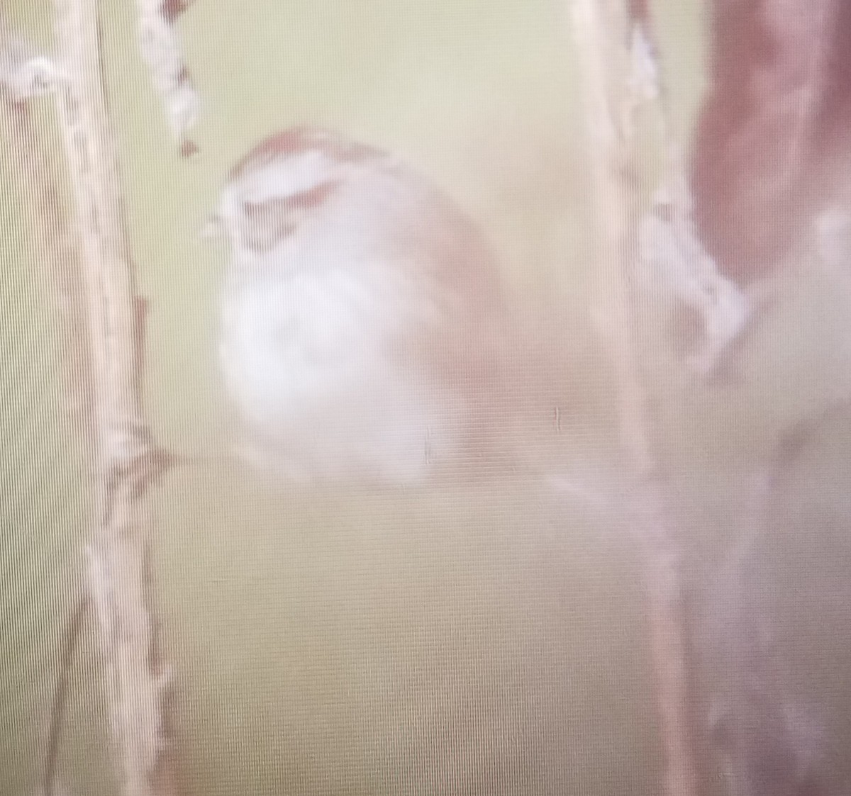 Swamp Sparrow - ML182088471