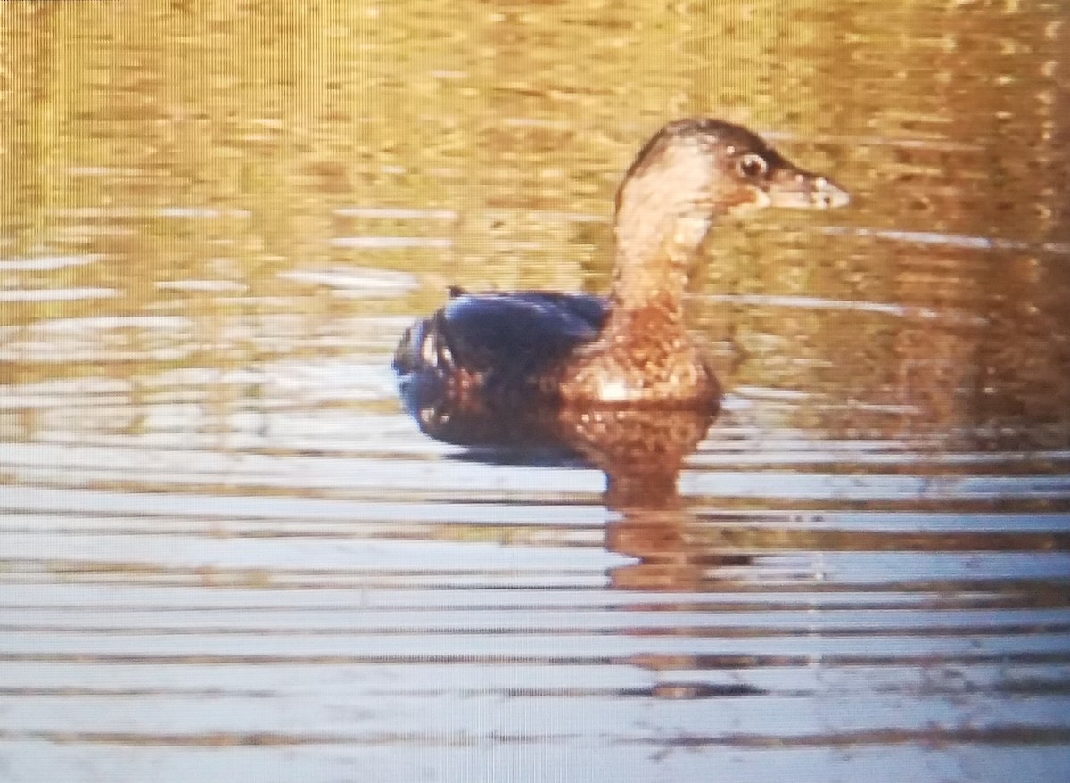 Pied-billed Grebe - ML182088861