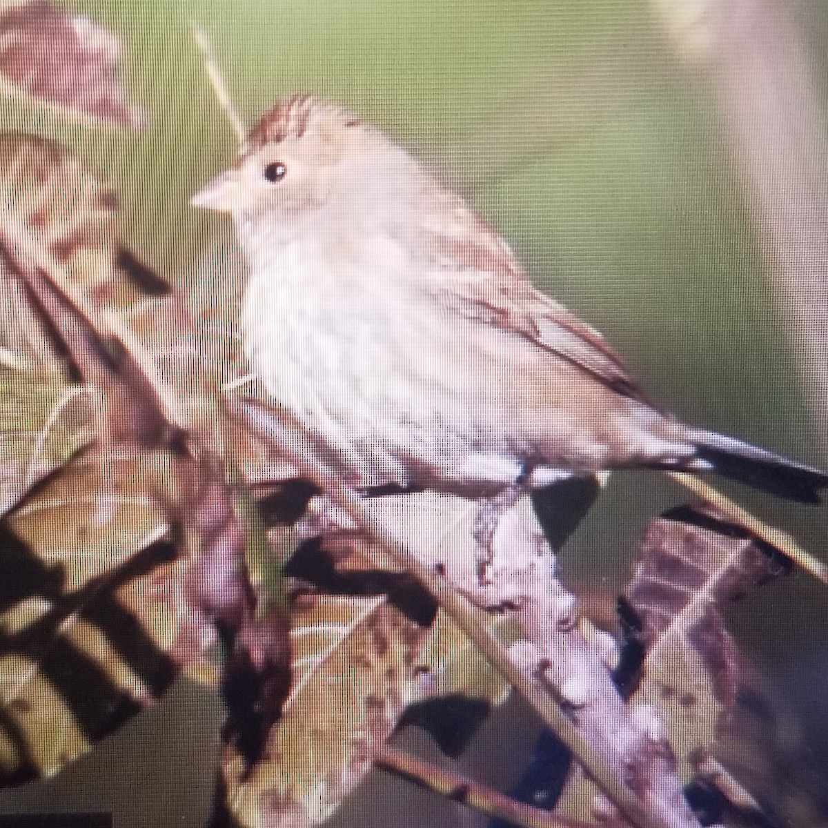 Indigo Bunting - ML182088891