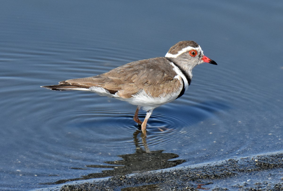 Three-banded Plover (African) - ML182091001