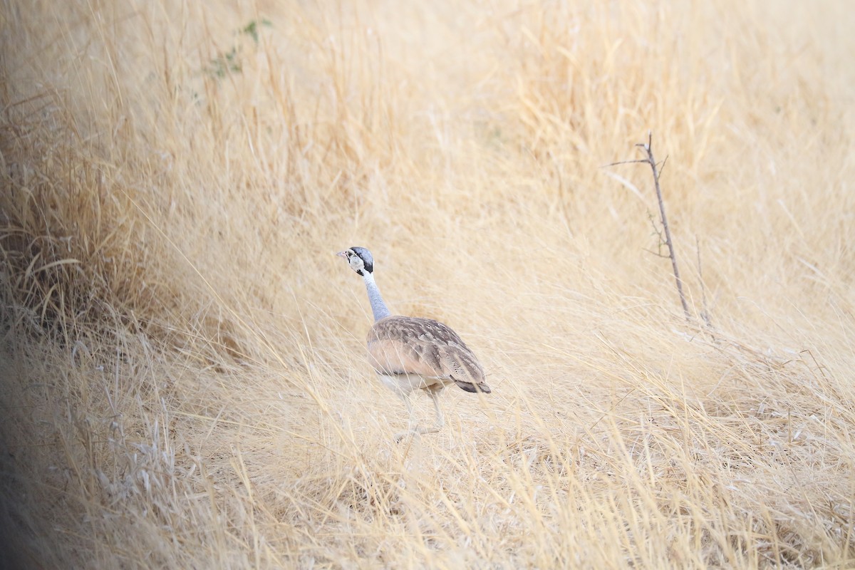 White-bellied Bustard - ML182091031