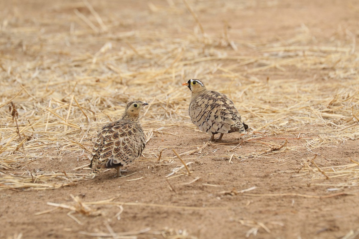 Black-faced Sandgrouse - ML182091841