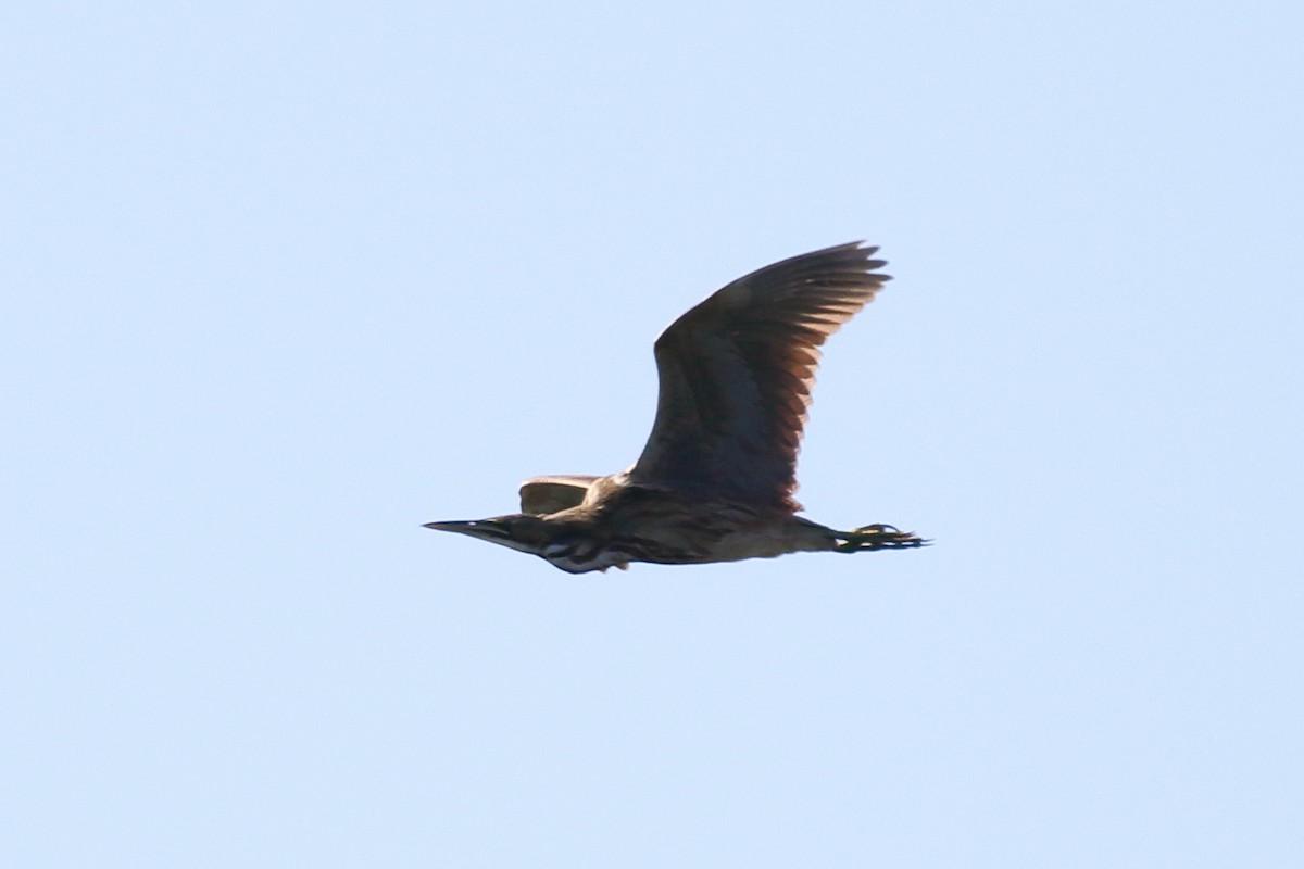 American Bittern - ML182092521