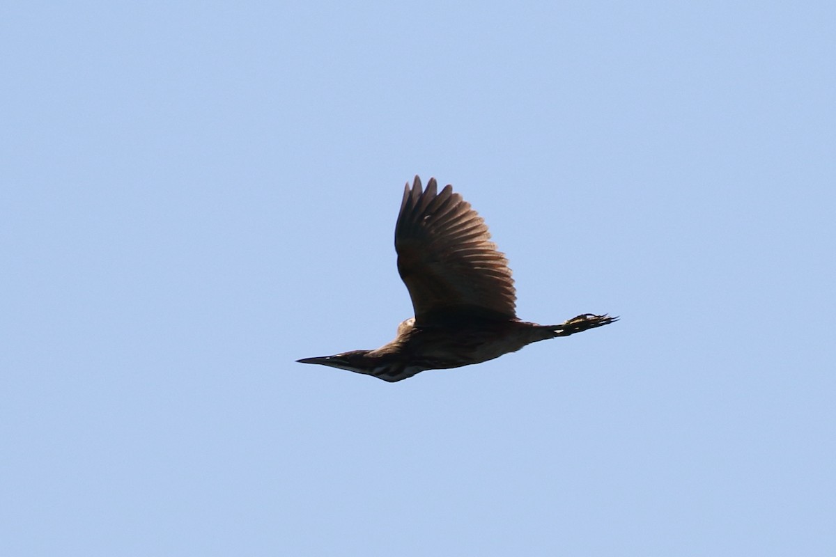 American Bittern - ML182092541