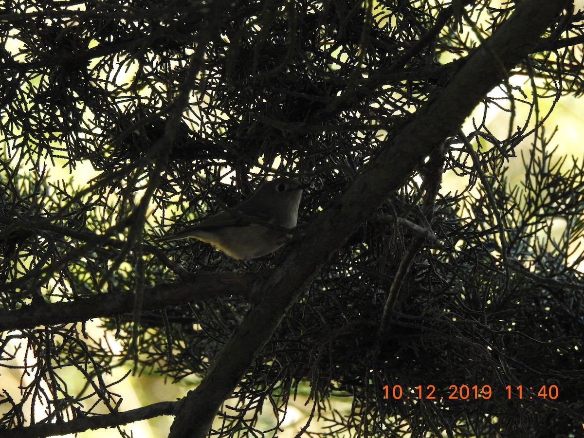 Roitelet à couronne rubis - ML182094541