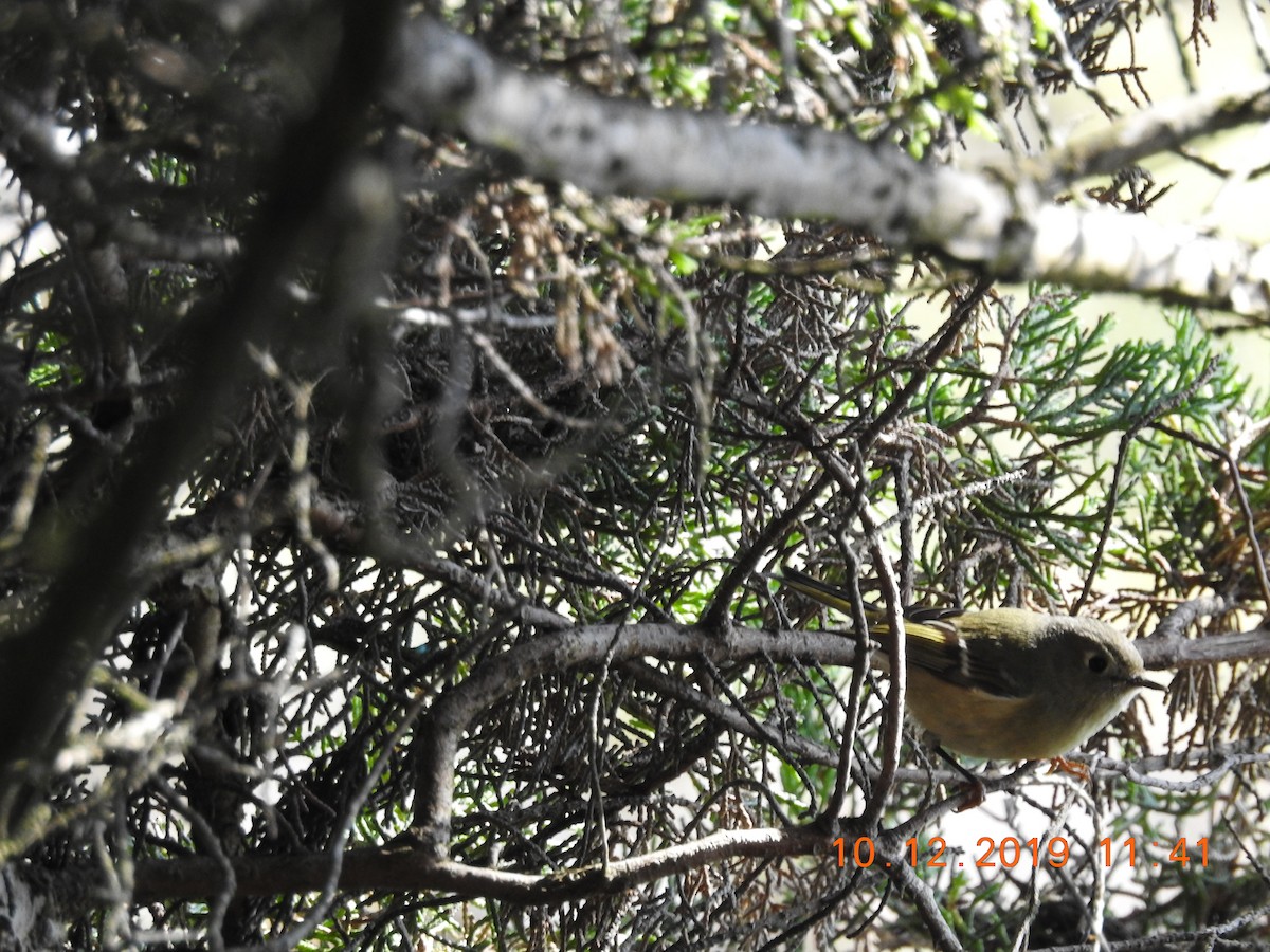 Ruby-crowned Kinglet - ML182094561