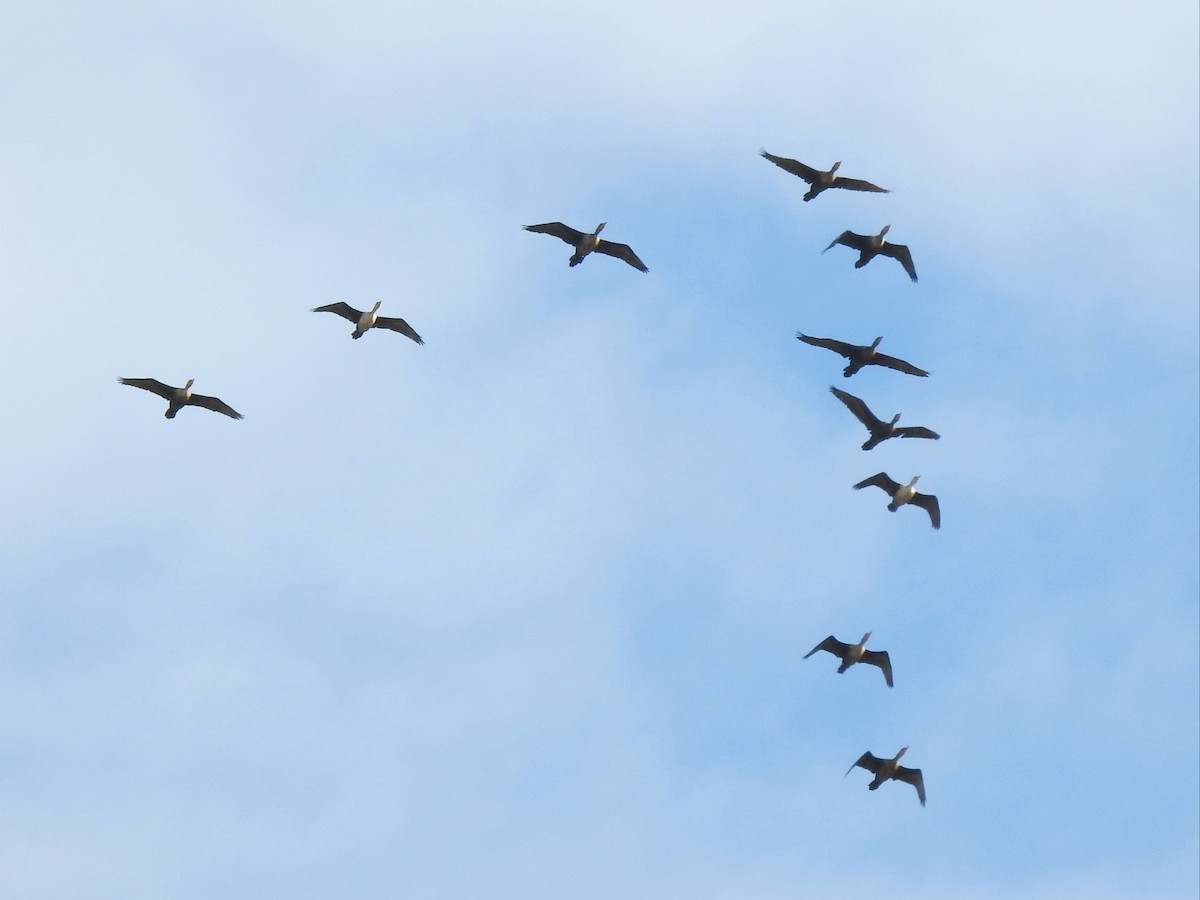 Double-crested Cormorant - ML182094971