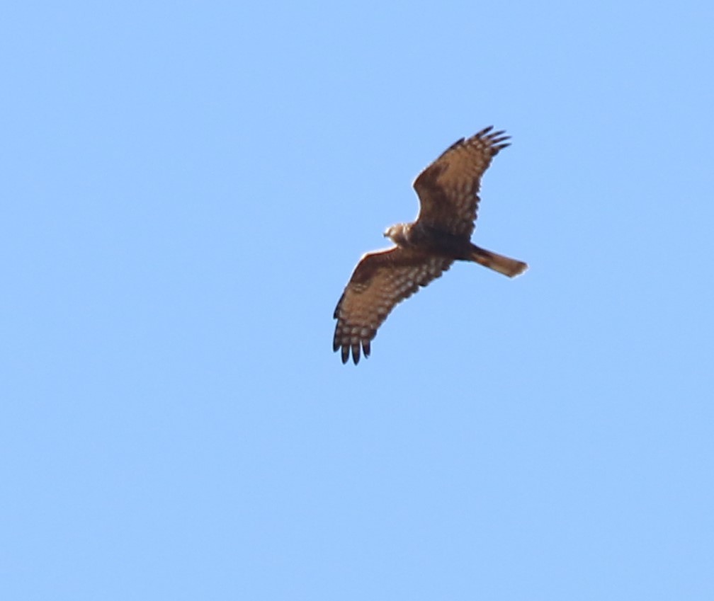 African Marsh Harrier - ML182095451