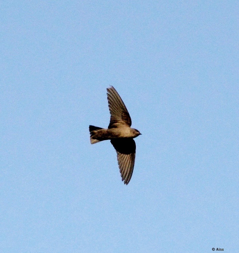 Dusky Crag-Martin - ML182095571