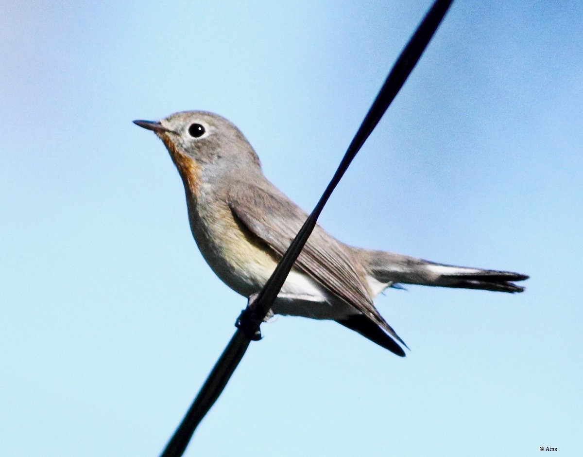 Taiga Flycatcher - ML182095791