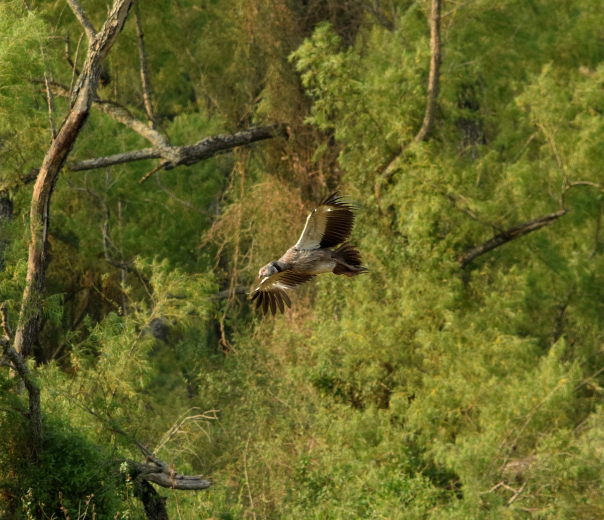 Southern Screamer - ML182095851