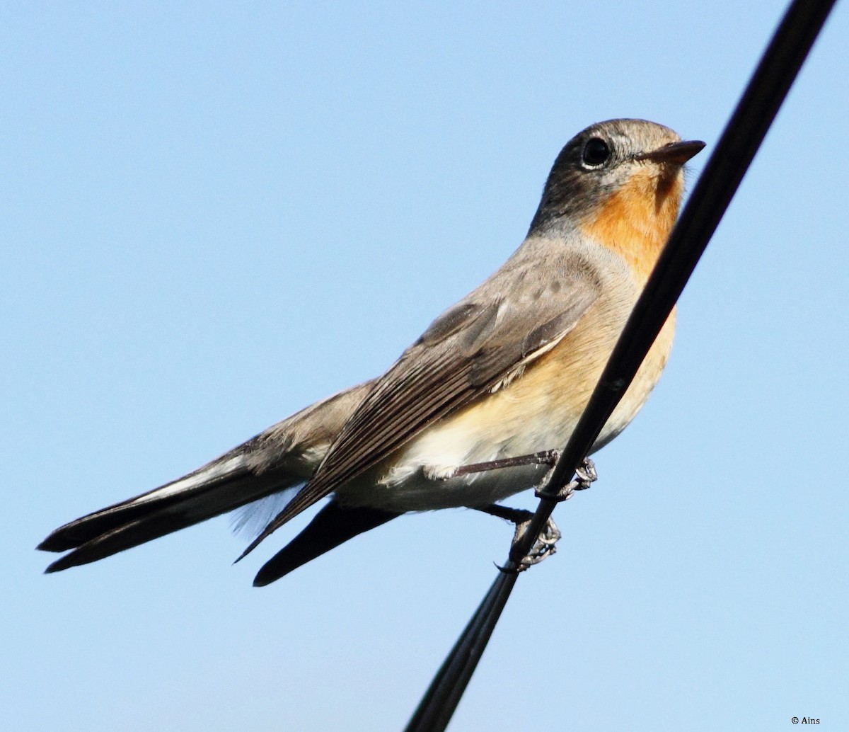 Taiga Flycatcher - ML182095861