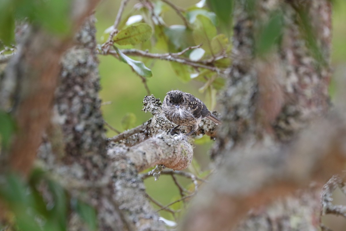 White-eyed Slaty-Flycatcher - ML182096671