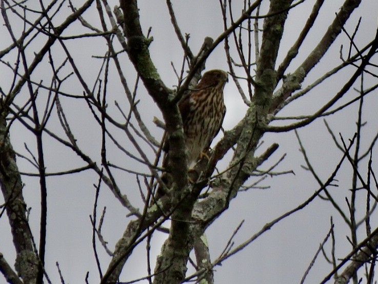 Cooper's Hawk - Kathleen Ashman