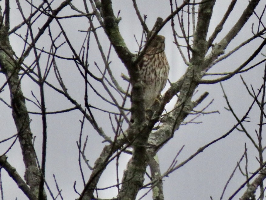 Cooper's Hawk - ML182096771