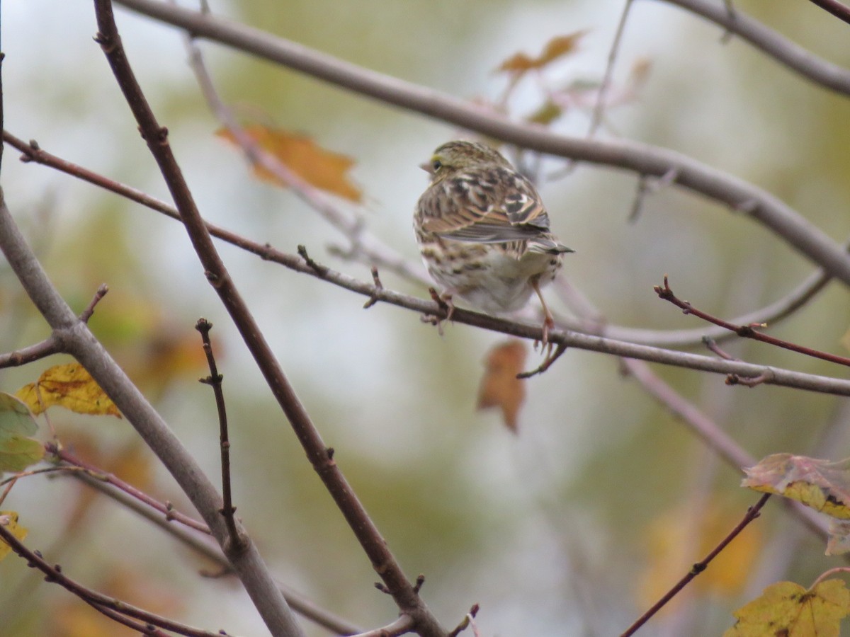 Savannah Sparrow - ML182096901