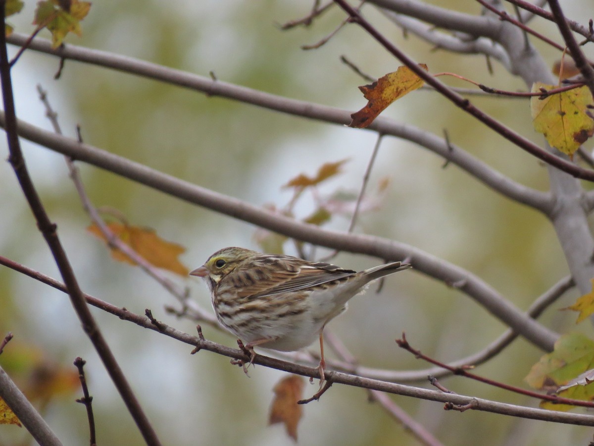 Savannah Sparrow - ML182096921