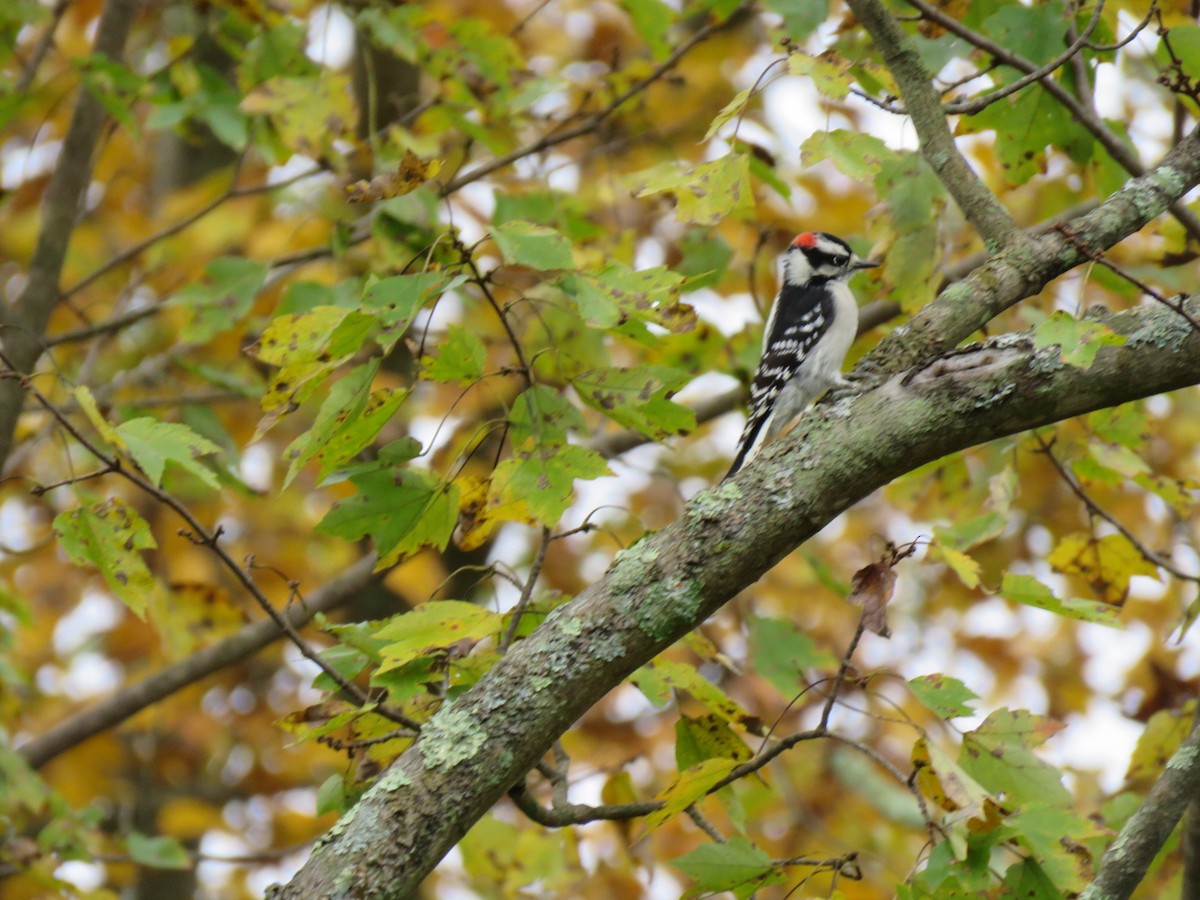 Downy Woodpecker - ML182097041