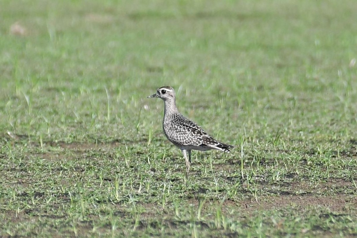 American Golden-Plover - ML182097071
