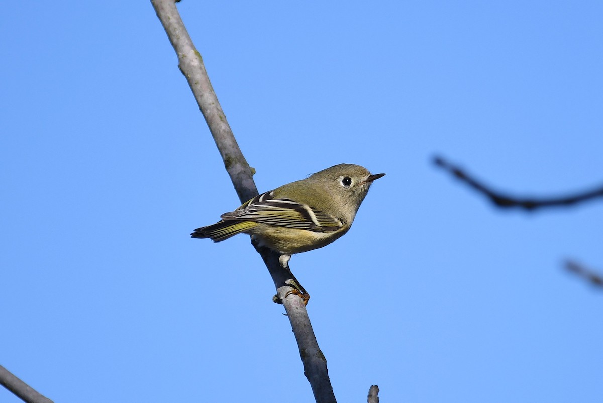 Ruby-crowned Kinglet - ML182097321